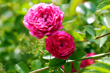 Red Roses on a bush in a garden. Nature. Spring. Valentine's Day, mothers Day.