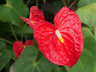 アンスリューム