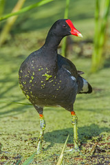 Common Gallinule in a marsh