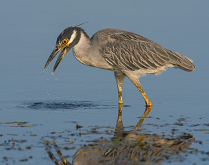 Yellow-crowned Night Heron hunting in shallow water