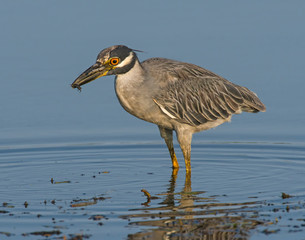 Yellow-crowned Night Heron hunting in shallow water