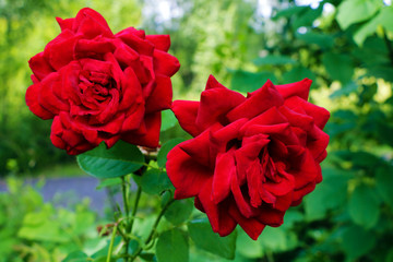 Red Roses on a bush in a garden. Nature. Spring. Valentine's Day, mothers Day.