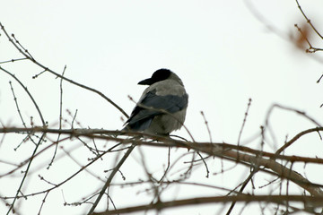 bird on branch
