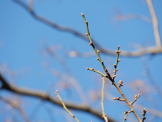 芽吹き