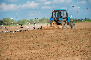 The tractor plows a field and the birds flocked to the arable land