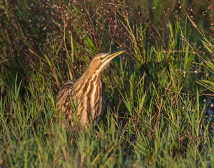 American Bittern in a marsh
