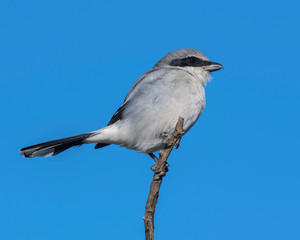 Loggerhead Shrike perched on a branch