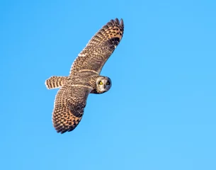 Fotobehang Short-eared Owl in flight © David McGowen