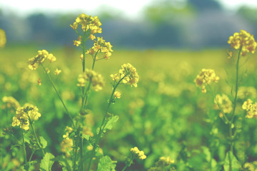 菜の花畑　フィルム風
