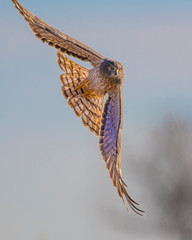 Northern Harrier in flight