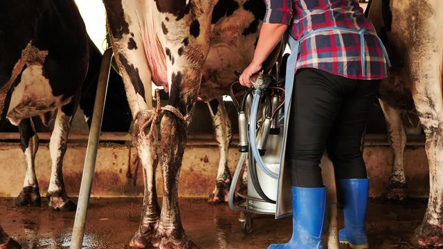 Farmer woman milking a cow with Milking Machine in farm. career agriculture, farmer. Real cow's milk farm Asia Thailand. Milking management Procedure
