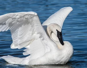 Fototapete Rund Trumpeter Swan © David McGowen