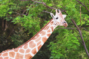 キリン © snowdrop