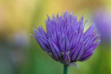 Blühender Schnittlauch