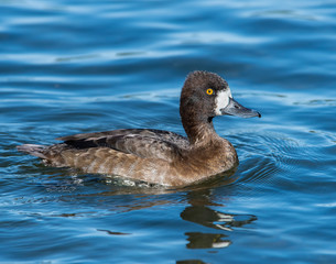Female Ring-necked Duck in the water