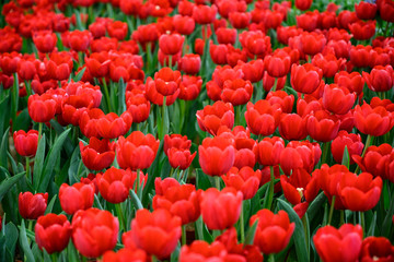 Large field of red tulips
