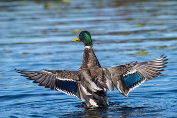 Mallard wing beat