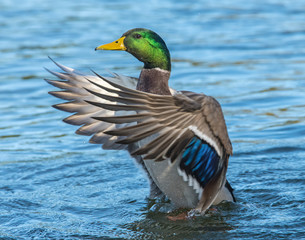 Mallard wing beat