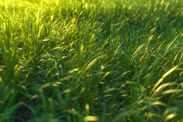 Green grass and bright field,natural scenery,3d rendering.