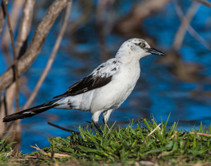A rare Piebald Great-tailed Grackle in Lawton, Oklahoma