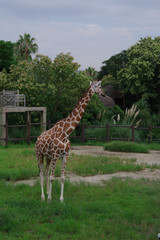 キリン © snowdrop