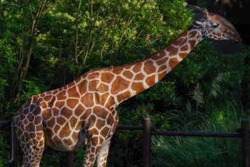 キリン © snowdrop