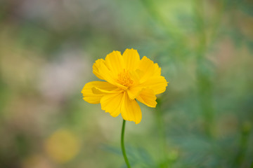 Yellow Cosmos or Sulfur Cosmos Flower.