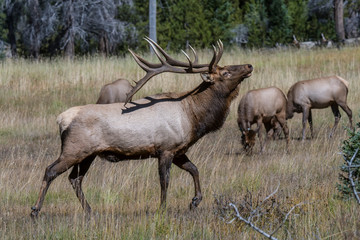 Bull Elk in the Rocky Mountains