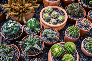 Group of cacti in brown pots