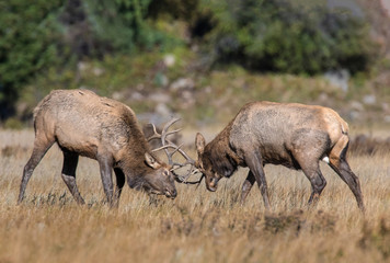 Naklejka na ściany i meble Two Bull Elk battling