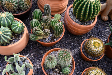 Group of cacti in brown pots