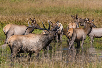 Bull Elk standing in water in the Rocky Mountains