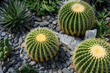 Foto op Plexiglas Groene stekelige cactus bovenaanzicht op een achtergrond van stenen © butenkow