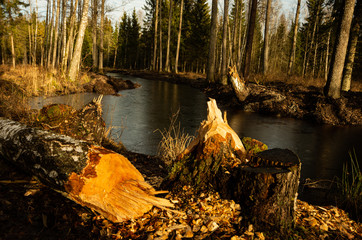 Tree fell in the forest, river, beaver © SummerDance