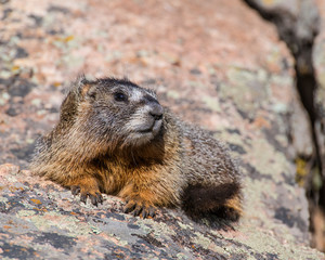 Marmot in the Rocky Mountains