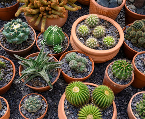 Group of cacti in brown pots