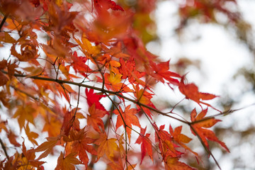 Colorful leaves, autumn season with sky in the background
