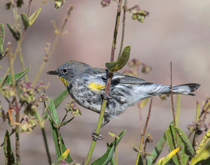 Yellow-rumped Warbler in the Rocky Mountains