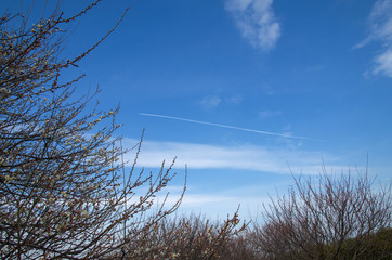 梅の花と青空