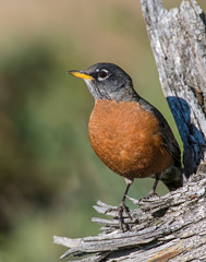 American Robin on a perch in the Rocky Mountains
