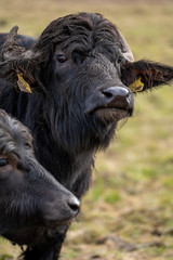 Fototapeta premium Wasserbüffel