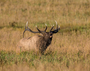 Bull Elk in the Rocky Mountains