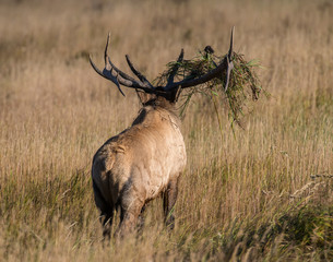 Bull Elk with grass in his antlers in the Rocky Mountains