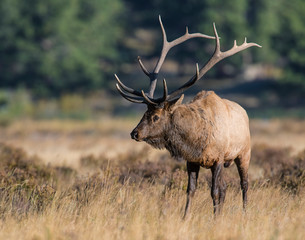 Bull Elk in the Rocky Mountains