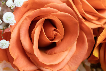 close up beautiful orange rose, for valentine and celebration concept