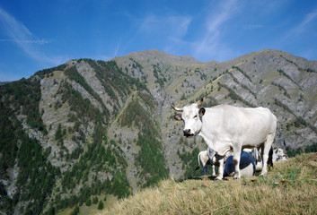 Fototapeta na wymiar Cows in the Queyras mountains