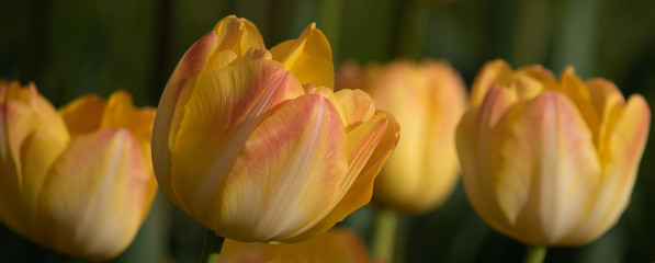 Yellow tulips in the garden