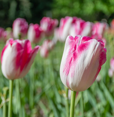 Pink tulips in the garden