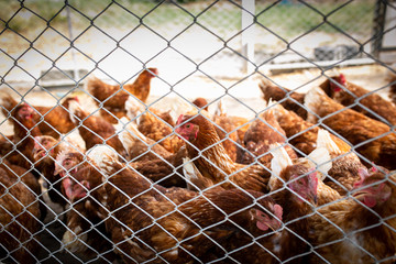 Picture of brown chicken hen in Hens poultry farm. Hungry chickens at free range behind the net.