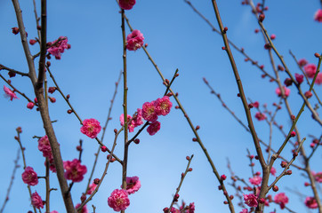 梅の花と青空
